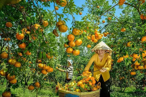 Vườn trái cây Cái Mơn